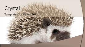  Presentation with four directions templat - Presentation theme with wild animals - four-toed hedgehog atelerix albiventris 3 background and a coral colored foreground