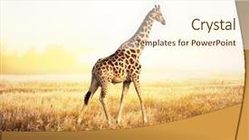  Presentation with animals - Cool new presentation theme with wild animals - giraffe backdrop and a cream colored foreground