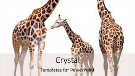  Presentation with horse and carriage isolated - Audience pleasing PPT layouts consisting of wild animals - giraffes isolated backdrop and a soft green colored foreground