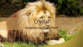  Presentation with lion - PPT theme with wild animals - lion background and a yellow colored foreground