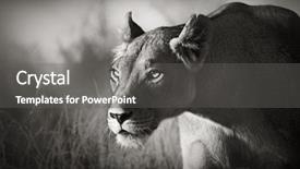  Presentation with kalahari - Colorful slide deck enhanced with wild animals - lioness stalking - kalahari desert backdrop and a gray colored foreground