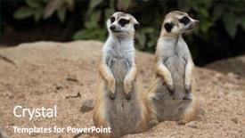  Presentation with wildlife - PPT theme consisting of wild animals - meerkat suricata suricatta also known background and a coral colored foreground