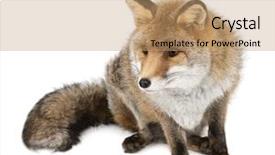  Presentation with fox - Slide deck enhanced with wild animals - old red fox vulpes vulpes background and a coral colored foreground