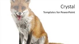  Presentation with fox - Audience pleasing PPT theme consisting of wild animals - red fox vulpes vulpes 4 backdrop and a white colored foreground
