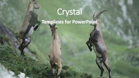  Presentation with alpine - Audience pleasing presentation theme consisting of wild animals - three rearing alpine ibexes backdrop and a gray colored foreground