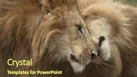  Presentation with lions - Amazing presentation having wild animals - two adult lions serengeti national backdrop and a tawny brown colored foreground