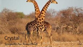  Presentation with africa - Slide deck featuring wild animals - two giraffe bulls giraffa camelopardalis background and a gold colored foreground