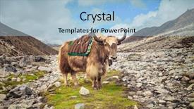 Presentation with camp - Cool new PPT theme with wild animals - yak on the way backdrop and a light blue colored foreground