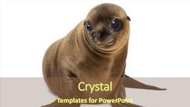  Presentation with sea animals - Slide deck featuring wild animals - young california sea lion zalophus background and a tawny brown colored foreground