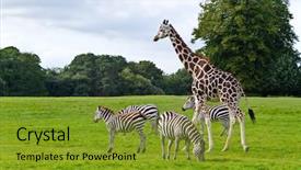  Presentation with wildlife - Presentation design with wild animals - zebras and giraffe background and a gold colored foreground