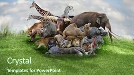  Presentation with nature animals birds - Slide deck enhanced with sunken ship wreck underwater diving background and a ocean colored foreground