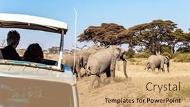  Presentation with elephants - Beautiful slide set featuring wild-animals-are-freely-available backdrop and a coral colored foreground