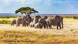  Presentation with animals - Audience pleasing presentation design consisting of wild-animals-are-freely-available backdrop and a yellow colored foreground
