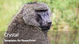  Presentation with animals habitat - Audience pleasing presentation theme consisting of wild animals in natural habitat backdrop and a dark gray colored foreground