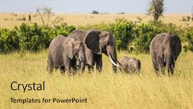  Presentation with exotic animals - Amazing presentation design having wild animals in natural habitat backdrop and a yellow colored foreground