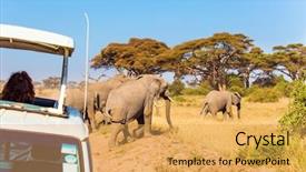  Presentation with exotic animals - Presentation theme consisting of wild animals in natural habitat background and a yellow colored foreground