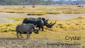 Presentation with animals habitat - Beautiful slide set featuring wild animals in natural habitat backdrop and a coral colored foreground