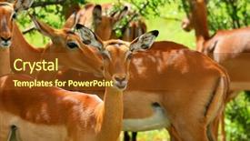  Presentation with kenya - Theme enhanced with wild antelope africa kenya samburu background and a tawny brown colored foreground