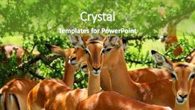  Presentation with africa religion - Slide set consisting of wild antelope africa kenya samburu background and a  colored foreground