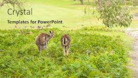  Presentation with kangaroo - Beautiful slide set featuring wild-australian-kangaroo-eastern-gray backdrop and a yellow colored foreground