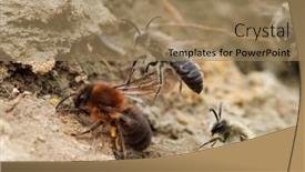  Presentation with ritual - Cool new PPT theme with wild-bees-during-mating-ritual backdrop and a coral colored foreground