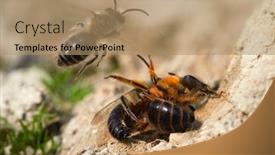  Presentation with ritual - Amazing presentation design having wild-bees-during-mating-ritual backdrop and a coral colored foreground