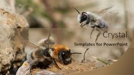  Presentation with ritual - Presentation theme consisting of wild-bees-during-mating-ritual background and a coral colored foreground