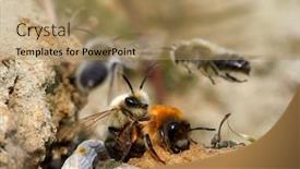  Presentation with ritual - Amazing presentation design having wild-bees-during-mating-ritual backdrop and a coral colored foreground
