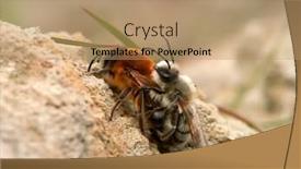  Presentation with ritual - Presentation consisting of wild-bees-during-mating-ritual background and a coral colored foreground