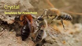  Presentation with ritual - PPT theme featuring wild-bees-during-mating-ritual background and a coral colored foreground