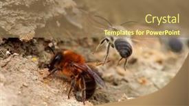  Presentation with ritual - Cool new presentation theme with wild-bees-during-mating-ritual backdrop and a coral colored foreground