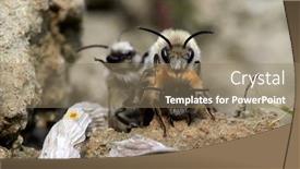  Presentation with ritual - Theme consisting of wild-bees-during-mating-ritual background and a coral colored foreground