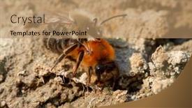  Presentation with ritual - PPT layouts enhanced with wild-bees-during-mating-ritual background and a coral colored foreground
