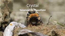  Presentation with ritual - Amazing slide deck having wild-bees-during-mating-ritual backdrop and a coral colored foreground