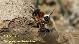  Presentation with ritual - PPT theme enhanced with wild-bees-during-mating-ritual background and a tawny brown colored foreground