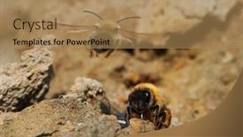  Presentation with ritual - Colorful PPT theme enhanced with wild-bees-during-mating-ritual backdrop and a coral colored foreground
