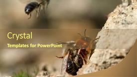  Presentation with ritual - Cool new PPT layouts with wild-bees-during-mating-ritual backdrop and a tawny brown colored foreground