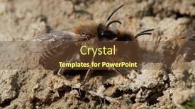  Presentation with ritual - Amazing PPT theme having wild-bees-during-mating-ritual backdrop and a tawny brown colored foreground