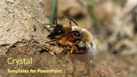  Presentation with ritual - Beautiful slide deck featuring wild-bees-during-mating-ritual backdrop and a tawny brown colored foreground