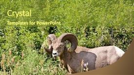  Presentation with sheep - Audience pleasing slides consisting of wild bighorn sheep in alberta backdrop and a gold colored foreground