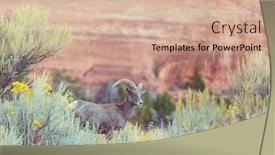  Presentation with cascade mountains - Colorful slide set enhanced with wild bighorn sheep in cascade mountains backdrop and a coral colored foreground
