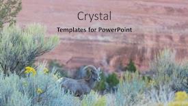  Presentation with cascade mountains - Beautiful PPT theme featuring wild bighorn sheep in cascade mountains backdrop and a mint green colored foreground
