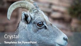  Presentation with cascade mountains - Beautiful presentation featuring wild-bighorn-sheep-in-cascade backdrop and a seafoam green colored foreground