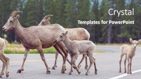  Presentation with cascade mountains - Beautiful theme featuring wild-bighorn-sheep-in-cascade backdrop and a dark gray colored foreground