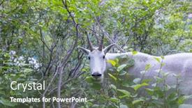  Presentation with cascade mountains - Audience pleasing presentation theme consisting of wild-bighorn-sheep-in-cascade backdrop and a ocean colored foreground