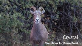  Presentation with cascade mountains - Amazing presentation theme having wild-bighorn-sheep-in-cascade backdrop and a dark gray colored foreground