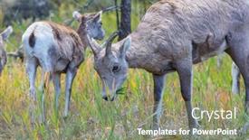  Presentation with cascade mountains - PPT theme featuring wild-bighorn-sheep-in-cascade background and a seafoam green colored foreground
