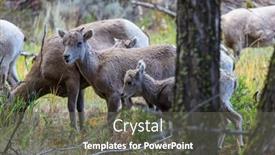  Presentation with cascade mountains - Beautiful presentation featuring wild-bighorn-sheep-in-cascade backdrop and a gray colored foreground