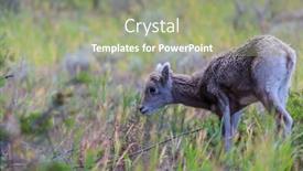  Presentation with cascade mountains - Slide set featuring wild-bighorn-sheep-in-cascade background and a mint green colored foreground