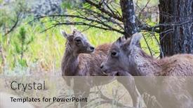  Presentation with cascade mountains - PPT layouts enhanced with wild-bighorn-sheep-in-cascade background and a light gray colored foreground